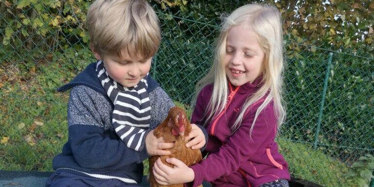 poules poules